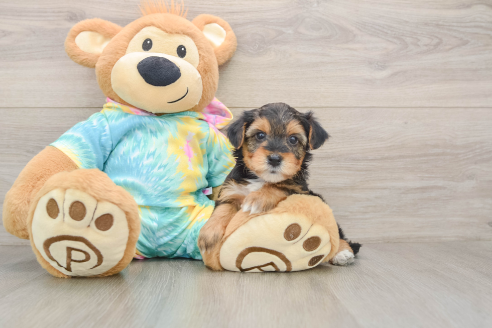 Best Yorkie Poo Baby