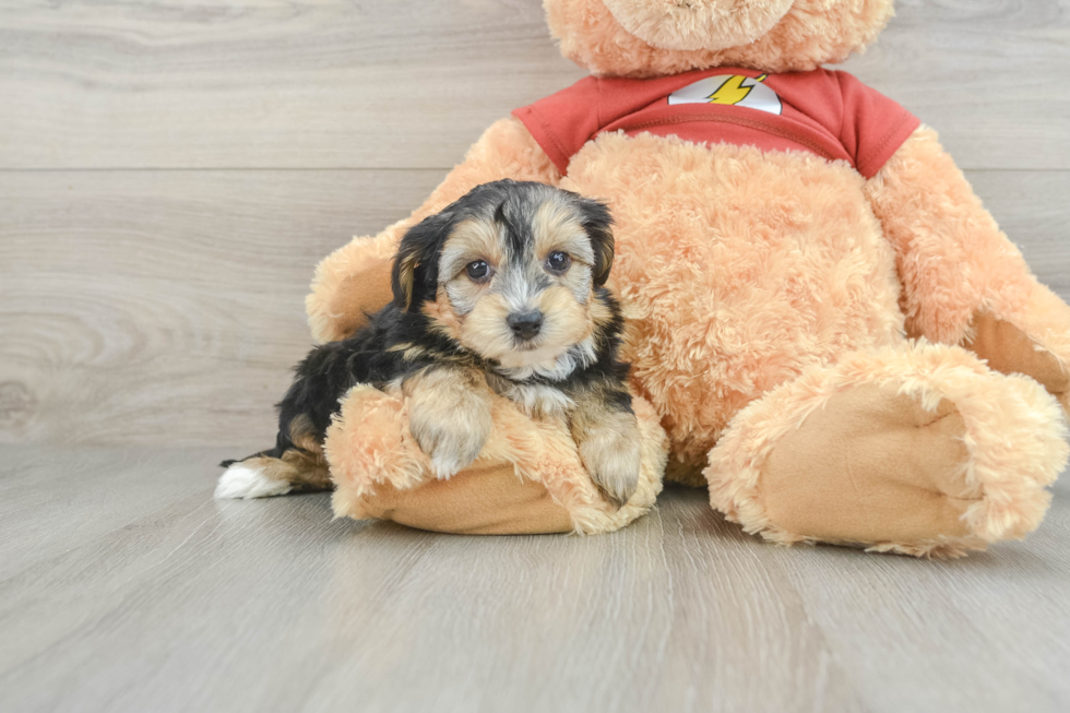 Cute Yorkie Poo Baby