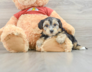 8 week old Yorkie Poo Puppy For Sale - Pilesgrove Pups