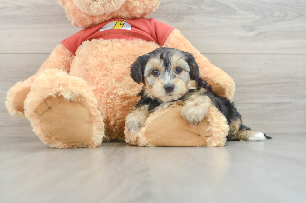 8 week old Yorkie Poo Puppy For Sale - Pilesgrove Pups