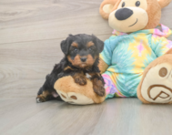 6 week old Yorkie Poo Puppy For Sale - Pilesgrove Pups
