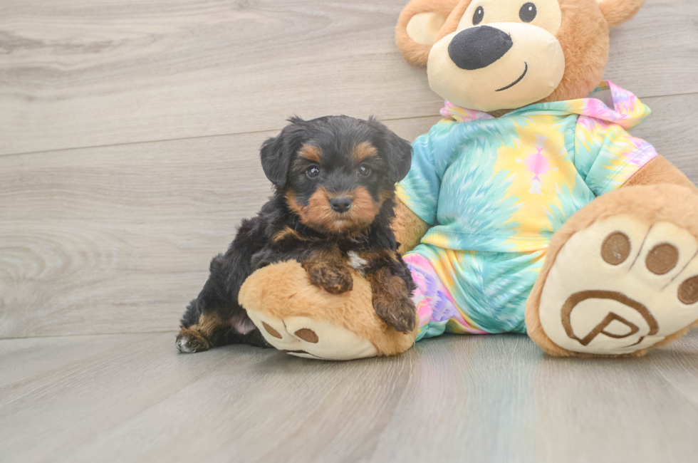 6 week old Yorkie Poo Puppy For Sale - Pilesgrove Pups