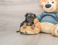 8 week old Yorkie Poo Puppy For Sale - Pilesgrove Pups