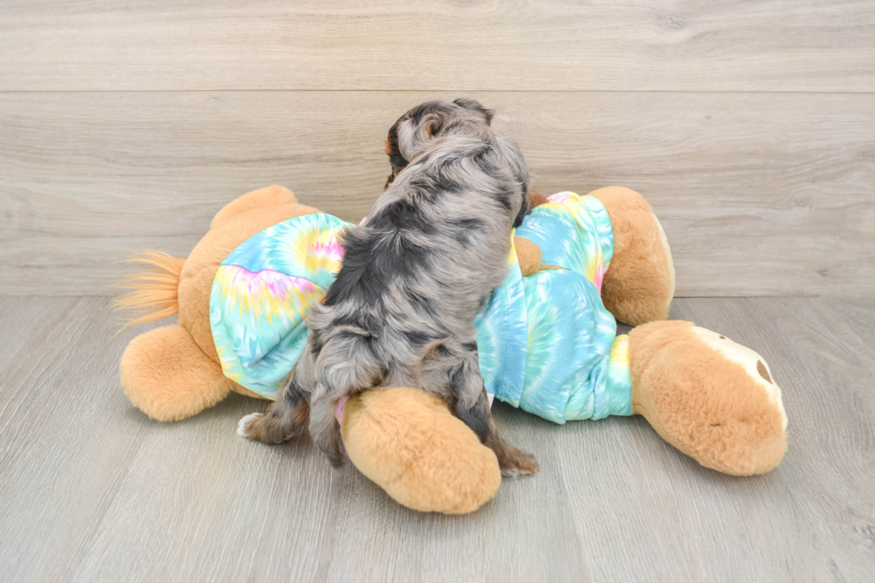 Little Yorkie Poodle Mix Poodle Mix Puppy