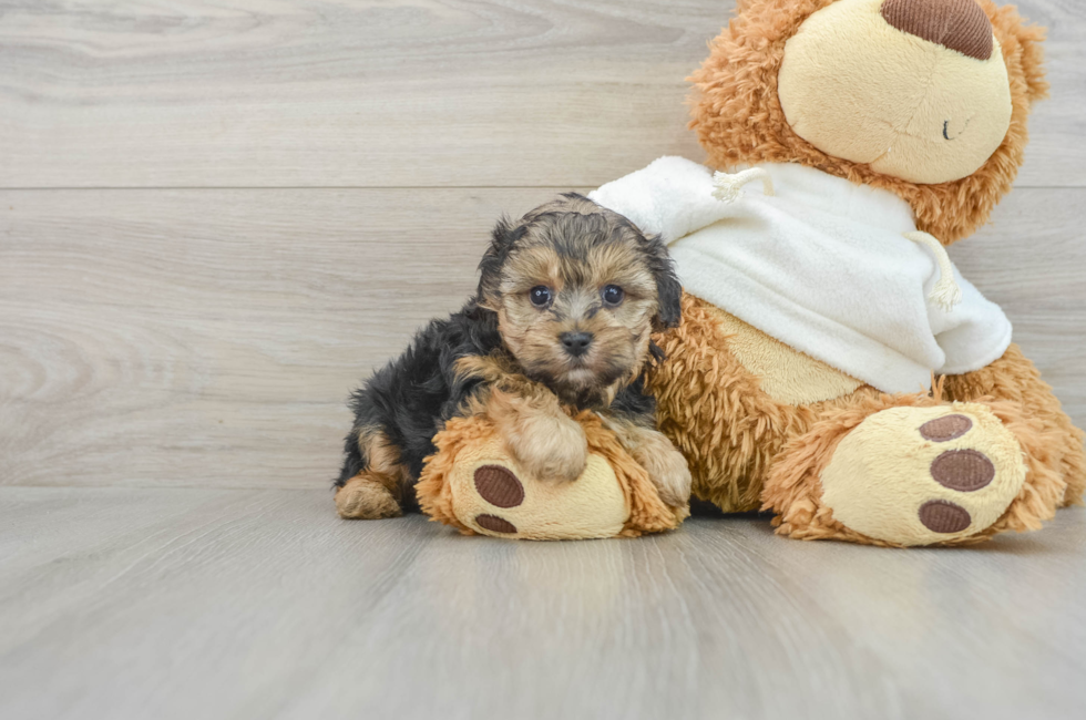 6 week old Yorkie Poo Puppy For Sale - Pilesgrove Pups