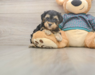 8 week old Yorkie Poo Puppy For Sale - Pilesgrove Pups