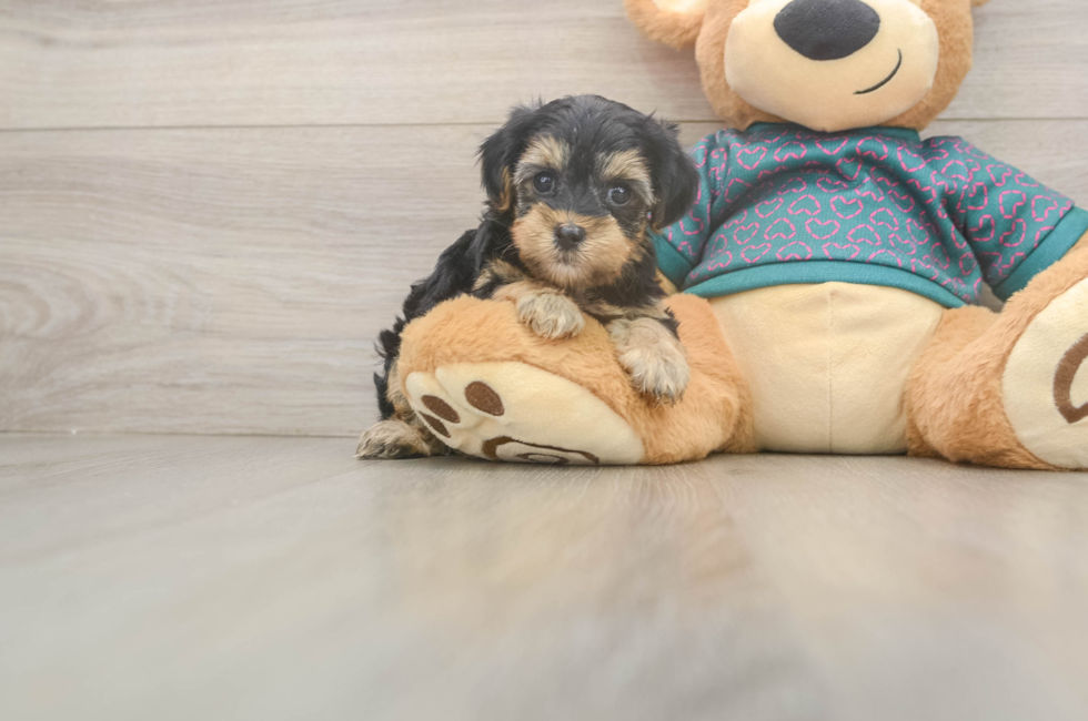 5 week old Yorkie Poo Puppy For Sale - Pilesgrove Pups