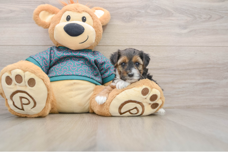 Small Yorkie Poo Baby