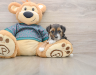 8 week old Yorkie Poo Puppy For Sale - Pilesgrove Pups