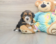 8 week old Yorkie Poo Puppy For Sale - Pilesgrove Pups