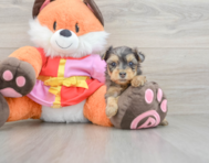 8 week old Yorkie Poo Puppy For Sale - Pilesgrove Pups