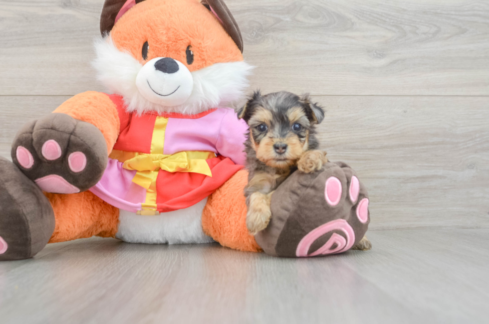 5 week old Yorkie Poo Puppy For Sale - Pilesgrove Pups