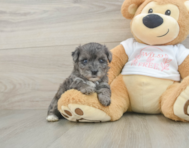 7 week old Yorkie Poo Puppy For Sale - Pilesgrove Pups