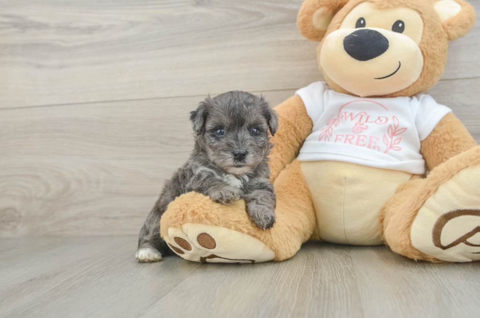 5 week old Yorkie Poo Puppy For Sale - Pilesgrove Pups