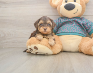 7 week old Yorkie Poo Puppy For Sale - Pilesgrove Pups