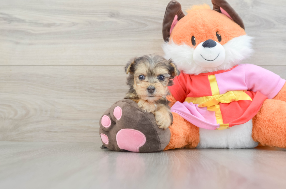 5 week old Yorkie Poo Puppy For Sale - Pilesgrove Pups