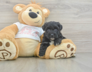7 week old Yorkie Poo Puppy For Sale - Pilesgrove Pups
