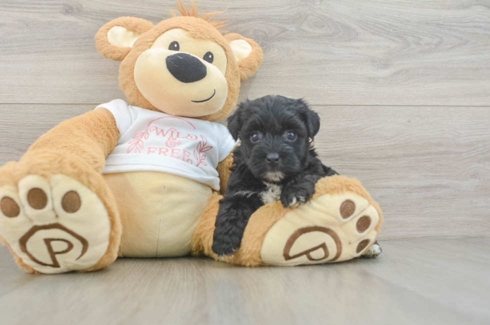 5 week old Yorkie Poo Puppy For Sale - Pilesgrove Pups