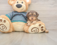 7 week old Yorkie Poo Puppy For Sale - Pilesgrove Pups