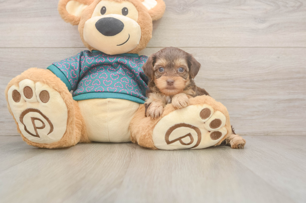 5 week old Yorkie Poo Puppy For Sale - Pilesgrove Pups