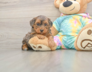 6 week old Yorkie Poo Puppy For Sale - Pilesgrove Pups