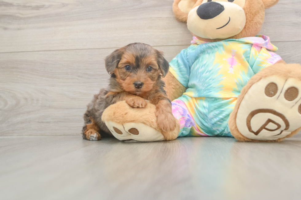 6 week old Yorkie Poo Puppy For Sale - Pilesgrove Pups
