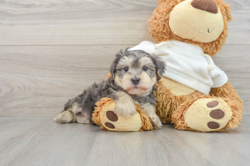 Funny Yorkie Poo Poodle Mix Pup