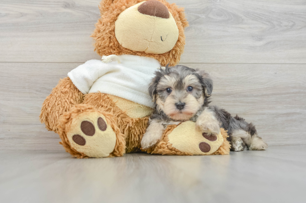 6 week old Yorkie Poo Puppy For Sale - Pilesgrove Pups