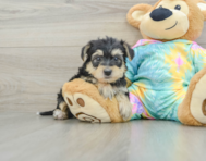 8 week old Yorkie Poo Puppy For Sale - Pilesgrove Pups