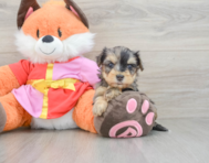 7 week old Yorkie Poo Puppy For Sale - Pilesgrove Pups