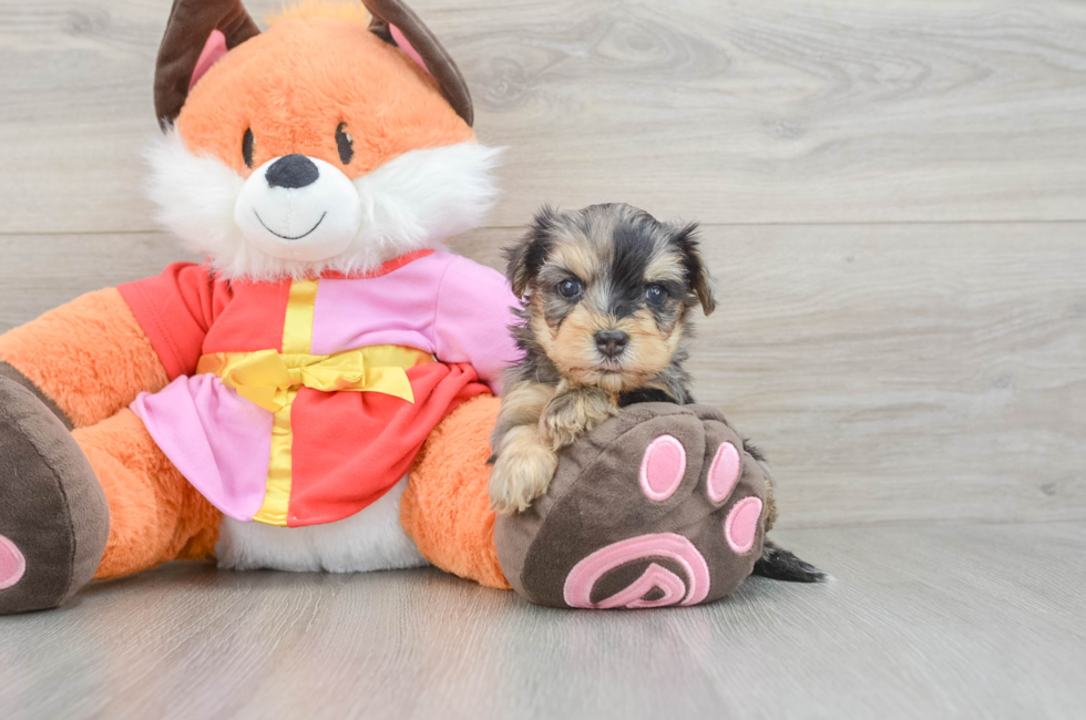 5 week old Yorkie Poo Puppy For Sale - Pilesgrove Pups