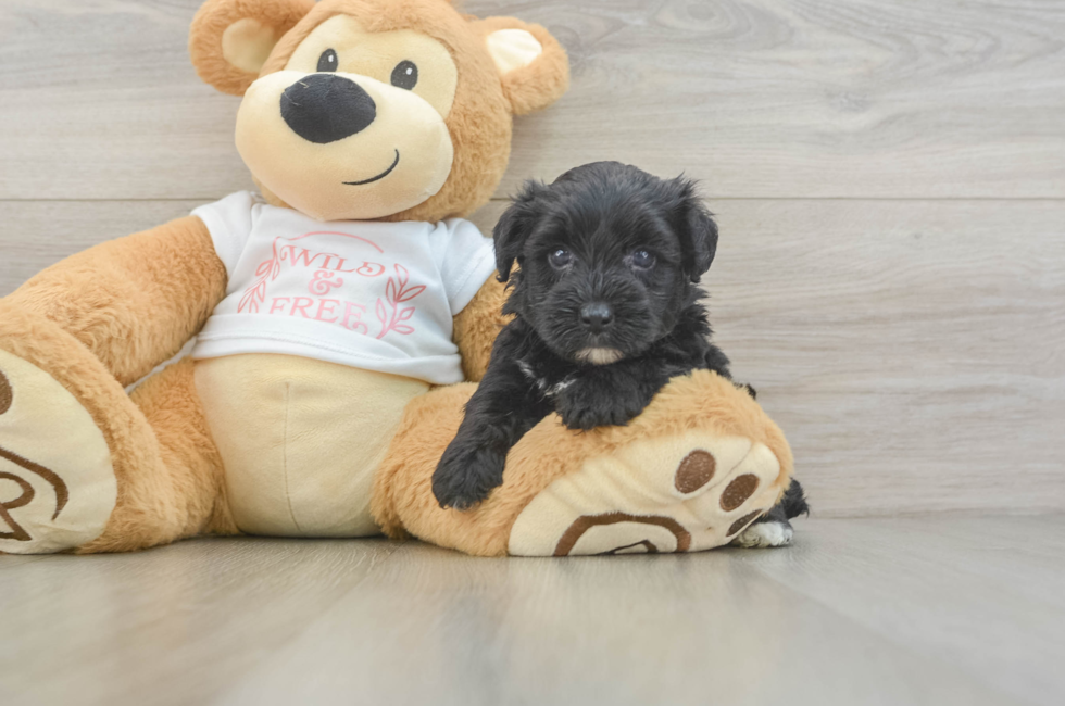 5 week old Yorkie Poo Puppy For Sale - Pilesgrove Pups