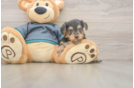 Friendly Yorkie Poo Baby