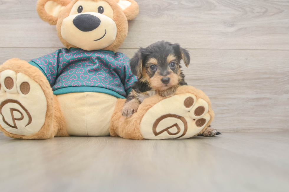 5 week old Yorkie Poo Puppy For Sale - Pilesgrove Pups