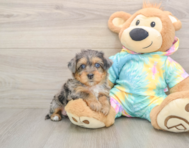 8 week old Yorkie Poo Puppy For Sale - Pilesgrove Pups