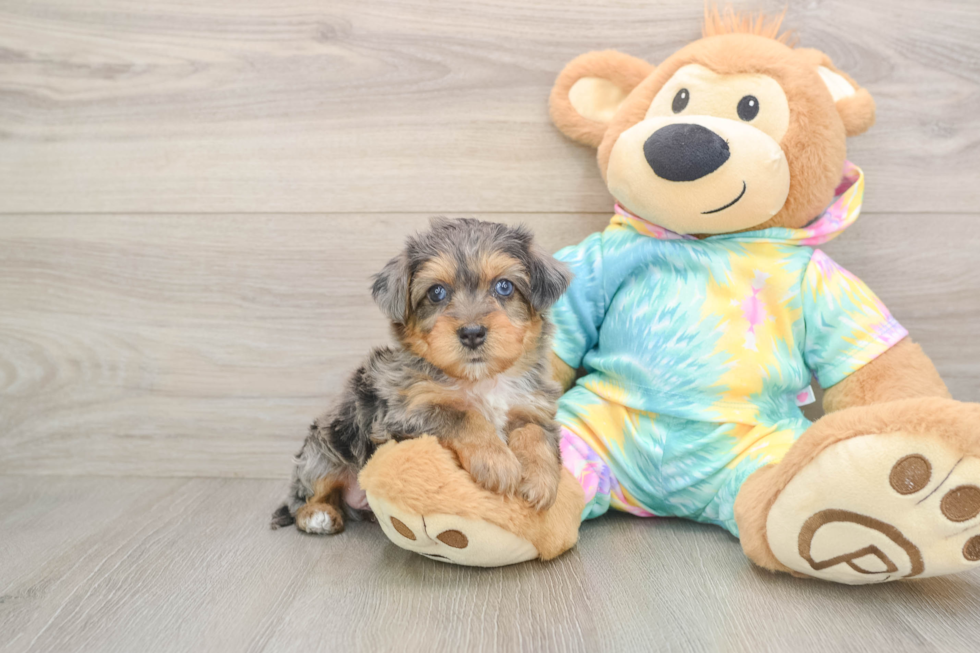 Happy Yorkie Poo Baby