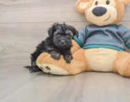 8 week old Yorkie Poo Puppy For Sale - Pilesgrove Pups
