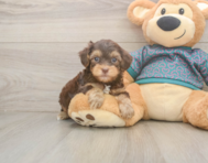 7 week old Yorkie Poo Puppy For Sale - Pilesgrove Pups