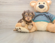 7 week old Yorkie Poo Puppy For Sale - Pilesgrove Pups