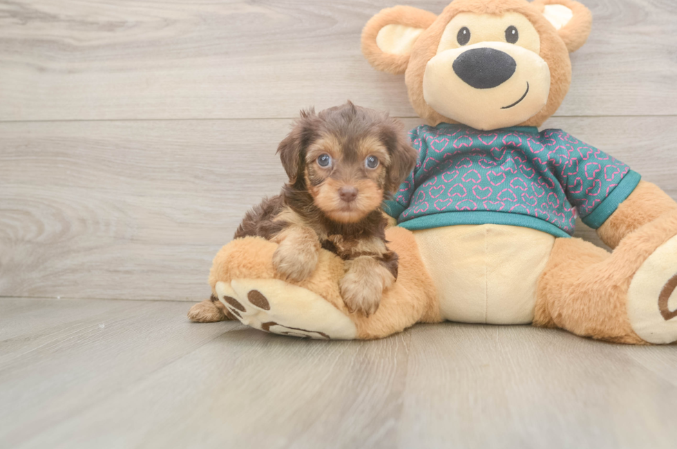 5 week old Yorkie Poo Puppy For Sale - Pilesgrove Pups