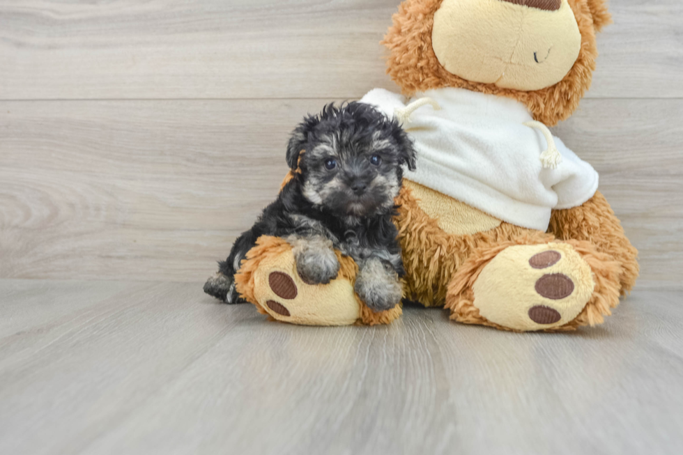 Hypoallergenic Yorkie Doodle Poodle Mix Puppy