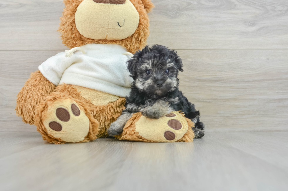 6 week old Yorkie Poo Puppy For Sale - Pilesgrove Pups