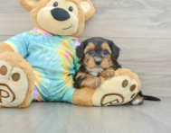 8 week old Yorkie Poo Puppy For Sale - Pilesgrove Pups