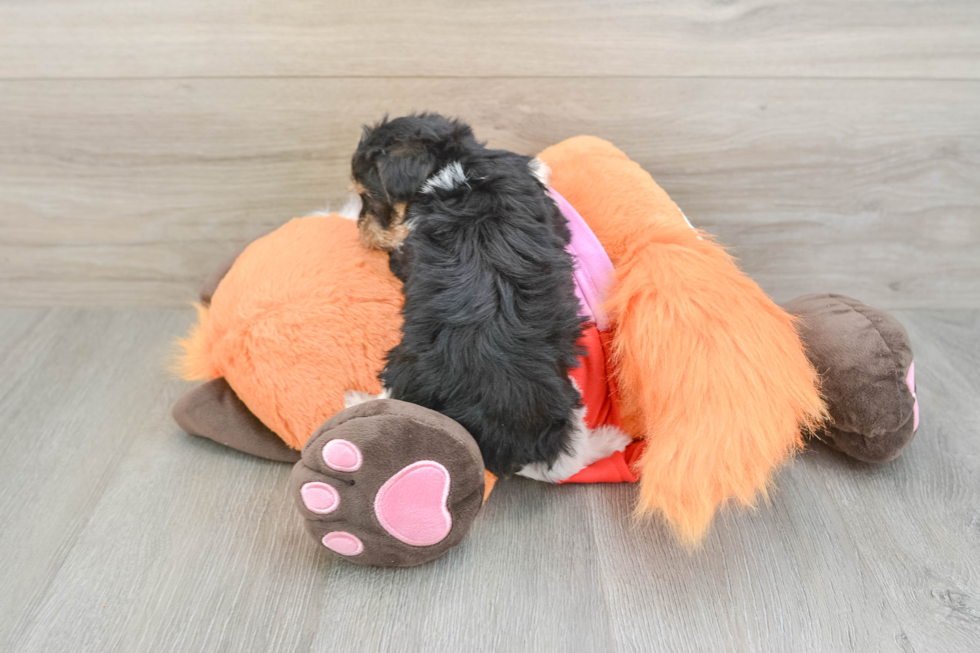 Best Yorkie Poo Baby