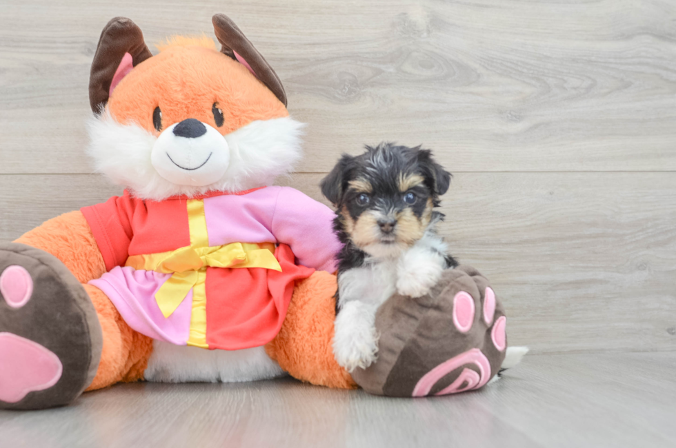 5 week old Yorkie Poo Puppy For Sale - Pilesgrove Pups