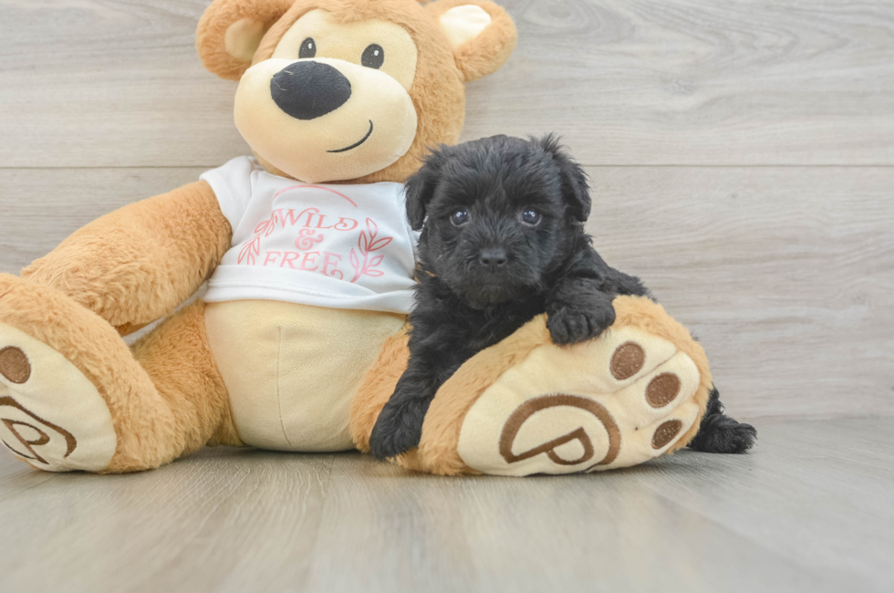 5 week old Yorkie Poo Puppy For Sale - Pilesgrove Pups