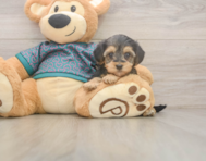 8 week old Yorkie Poo Puppy For Sale - Pilesgrove Pups