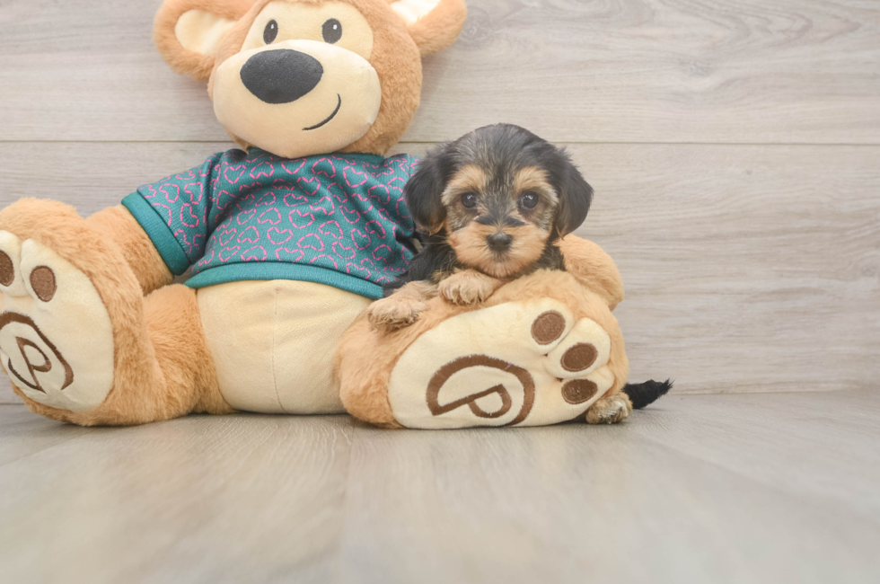 5 week old Yorkie Poo Puppy For Sale - Pilesgrove Pups