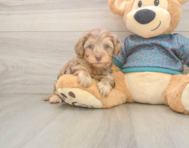 7 week old Yorkie Poo Puppy For Sale - Pilesgrove Pups