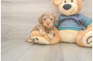 Yorkie Poo Pup Being Cute